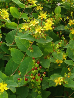 Hypericum androsaemum